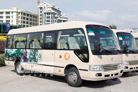 40 Golden Dragon coaster buses (with Hyundai chassis)